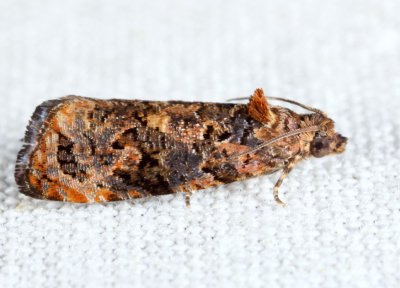 2738 - Verbena Bud Moth - Endothenia hebesana