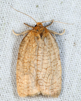 3675 - Aphelia alleniana