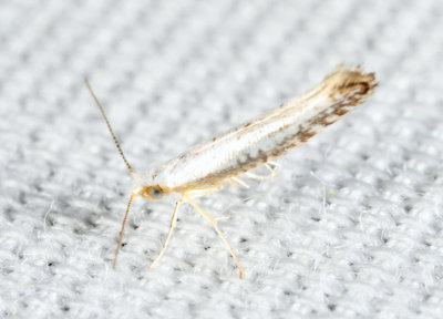 2479 - Speckled Argyresthia - Argyresthia subreticulata