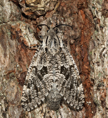 2693 - Carpenterworm Moth - Prionoxystus robiniae