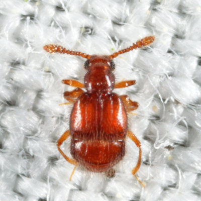 Decarthron velutinum