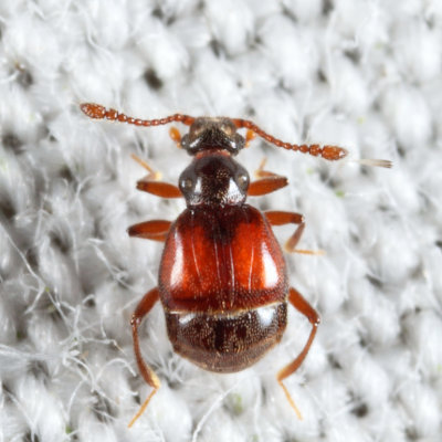 Reichenbachia sp.