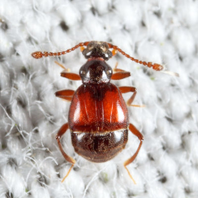 Reichenbachia sp.