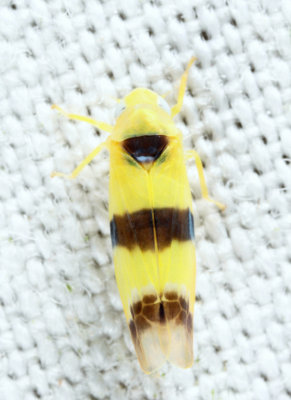 Leafhoppers genus Empoa