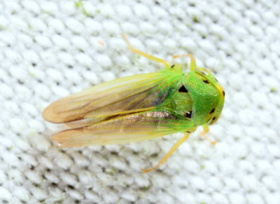 Macropsis notata