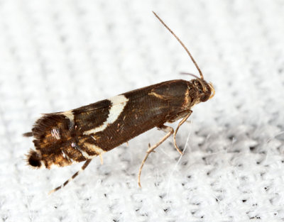 2346 – Yellow Nutsedge Moth – Diploschizia impigritella