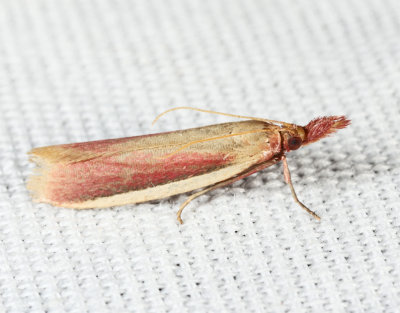 6053 - Carmine Snout Moth - Peoria approximella