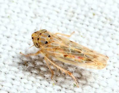 Endria inimica