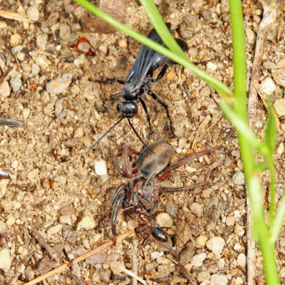 Anoplius nigritus (with paralized Geolycosa spider)