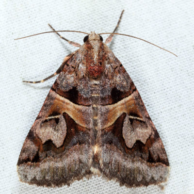 8641 - Figure-seven Moth - Drasteria grandirena