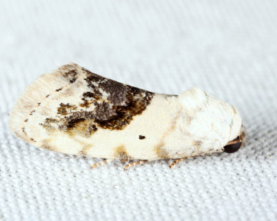  9095 - Small Bird-dropping Moth - Ponometia erastrioides