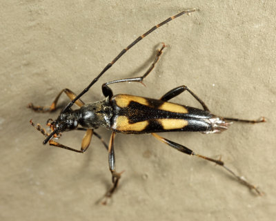 Etorofus subhamatus