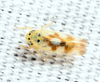 Leafhoppers genus Macrosteles