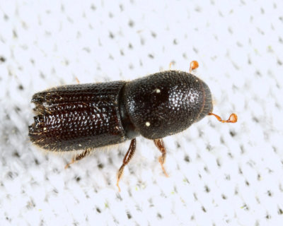 Orthotomicus caelatus