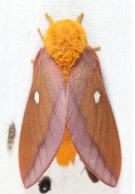 7723 – Northern Pink-striped Oakworm Moth – Anisota virginiensis