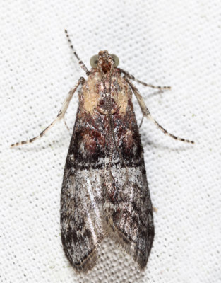 5606  Maple Webworm Moth  Pococera asperatella
