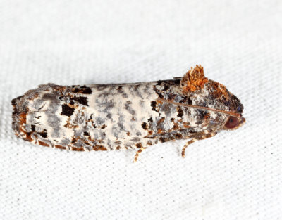 3192 – Gray-blotched Epiblema - Epiblema scudderiana