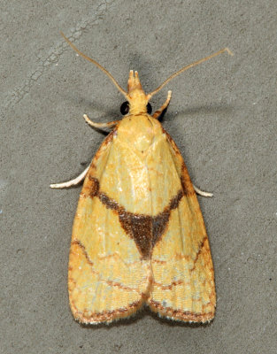 3721 - White-tailed Fruitworm - Cenopis mesospila 7-4