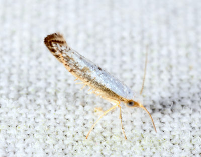2479 – Speckled Argyresthia Moth – Argyresthia subreticulata