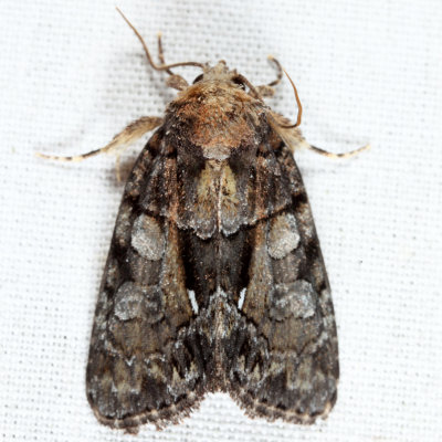 9556 - Cloaked Marvel - Chytonix palliatricula