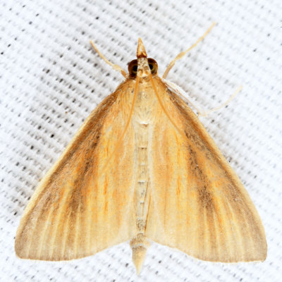 4937  Streaked Orange Moth  Nascia acutella