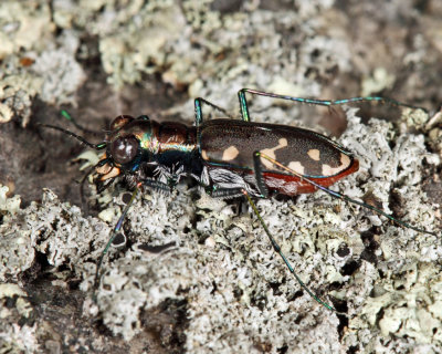 Eastern Red-bellied Tiger Beetle - Cicindelidia rufiventris hentzii