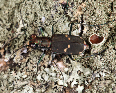 Eastern Red-bellied Tiger Beetle - Cicindelidia rufiventris hentzii