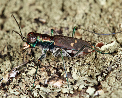 Eastern Red-bellied Tiger Beetle - Cicindelidia rufiventris hentzii