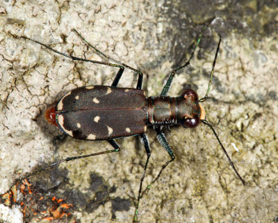 Eastern Red-bellied Tiger Beetle - Cicindelidia rufiventris hentzii