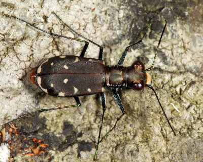 Eastern Red-bellied Tiger Beetle - Cicindelidia rufiventris hentzii