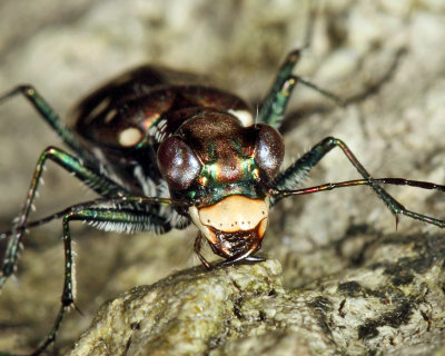 Eastern Red-bellied Tiger Beetle - Cicindelidia rufiventris hentzii