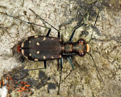 Eastern Red-bellied Tiger Beetle - Cicindelidia rufiventris hentzii