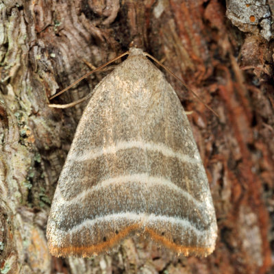 9169 - Straight Lined Mallow Moth - Bagisara rectifascia