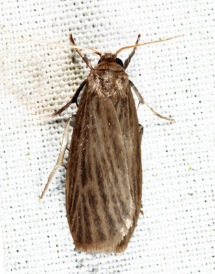 8045.1 - Pale Lichen Moth - Crambidia pallida