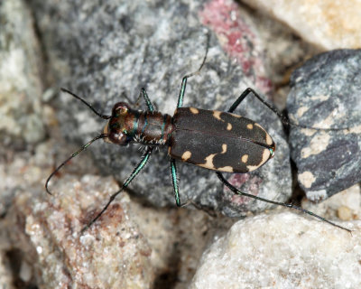 Eastern Red-bellied Tiger Beetle - Cicindelidia rufiventris hentzii