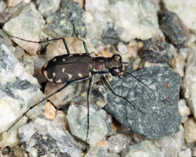 Eastern Red-bellied Tiger Beetle - Cicindelidia rufiventris hentzii