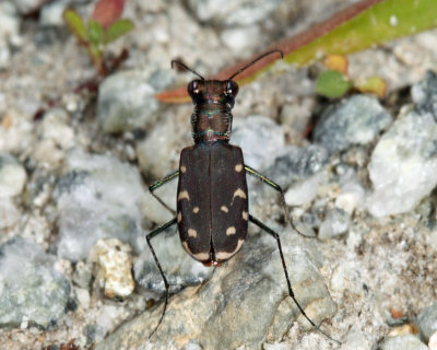 Eastern Red-bellied Tiger Beetle - Cicindelidia rufiventris hentzii