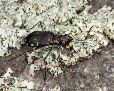 Eastern Red-bellied Tiger Beetle - Cicindelidia rufiventris hentzii