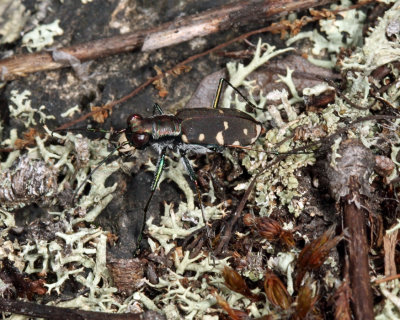 Eastern Red-bellied Tiger Beetle - Cicindelidia rufiventris hentzii