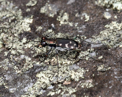 Eastern Red-bellied Tiger Beetle - Cicindelidia rufiventris hentzii