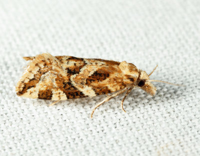 3760.2 – Aethes sexdentata