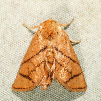 4667 – Yellow-collared Slug Moth – Apoda y-inversum