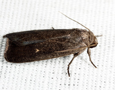 9647 - Miranda Moth - Proxenus miranda
