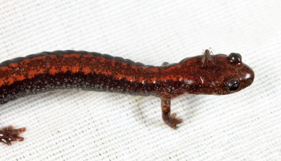 Four-toed Salamander - Hemidactylium scutatum