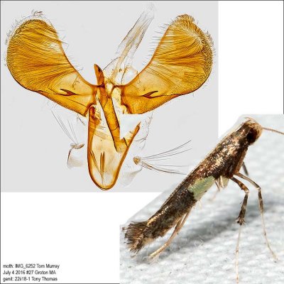 0642 - Caloptilia umbratella