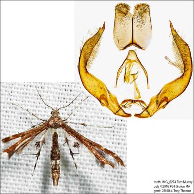 6092 – Himmelman's Plume Moth – Geina tenuidactylus 