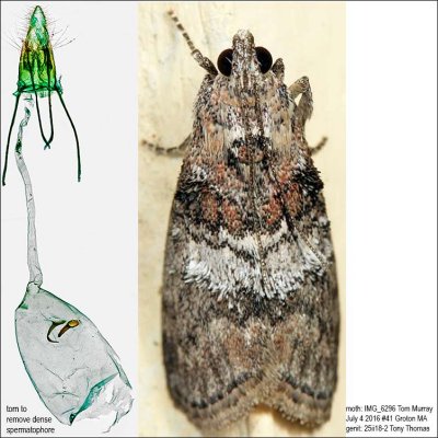 5608 - Striped Oak Webworm Moth - Pococera expandens