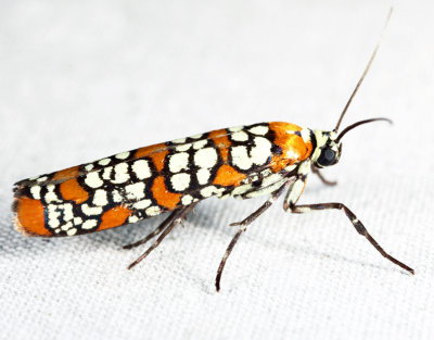 2401 - Ailanthus Webworm Moth - Atteva aurea
