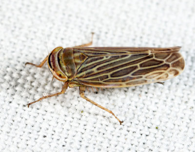 Leafhoppers genus Paramesus