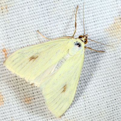 4986.1 - Carrot Seed Moth - Sitochroa palealis